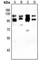 IFNAR2 Antibody