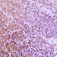 Collagen-pan Antibody