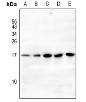 Histone H3 (MonoMethyl-K79) Antibody