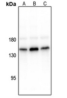 CD117 (Phospho-Y936) Rabbit Polyclonal Antibody
