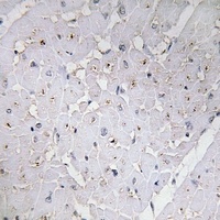 MYOD1 (Phospho-S200) Rabbit Polyclonal Antibody