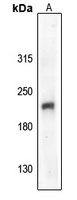 VEGFR2 (Phospho-Y1059) Rabbit Polyclonal Antibody