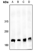 53BP1 (Phospho-S6) Rabbit Polyclonal Antibody
