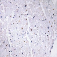 53BP1 (Phospho-S6) Rabbit Polyclonal Antibody