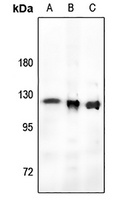 RB1 (Phospho-T821) Rabbit Polyclonal Antibody