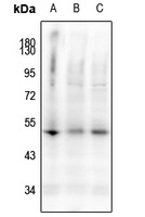 Caspase 9 (Phospho-S144) Rabbit Polyclonal Antibody