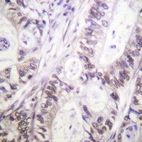 Caspase 9 (Phospho-S144) Rabbit Polyclonal Antibody