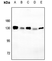 CD130 (Phospho-S782) Antibody