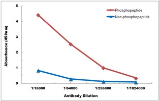 CD130 (Phospho-S782) Antibody