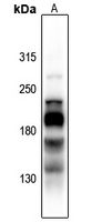 L1CAM (Phospho-S1181) Rabbit Polyclonal Antibody