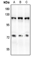 CD50 (Phospho-S518) Rabbit Polyclonal Antibody