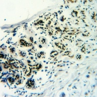 CD50 (Phospho-S518) Rabbit Polyclonal Antibody