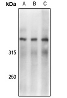 DNA-PKcs (Phospho-S2056) Rabbit Polyclonal Antibody