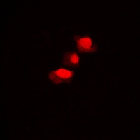 hnRNP D0 (Phospho-S83) Rabbit Polyclonal Antibody