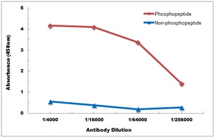 CD127 (Phospho-Y449) Antibody