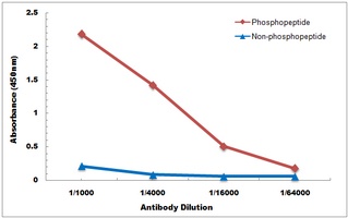 ETS1 (Phospho-S282) Rabbit Polyclonal Antibody