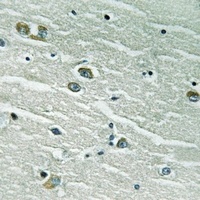 MERTK/TYRO3 Antibody