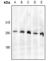 TAF1 Rabbit Polyclonal Antibody