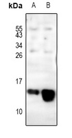 COX6C Rabbit Polyclonal Antibody