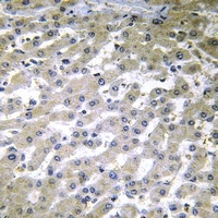 COX6C Rabbit Polyclonal Antibody