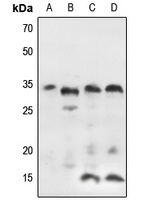 IGFBP7 Antibody