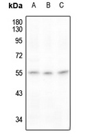 RAD23A Rabbit Polyclonal Antibody