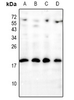 INSL4 Rabbit Polyclonal Antibody
