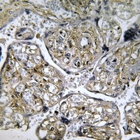 INSL4 Rabbit Polyclonal Antibody