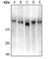 LRP1B Rabbit Polyclonal Antibody