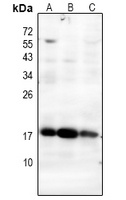 MGST1 Rabbit Polyclonal Antibody