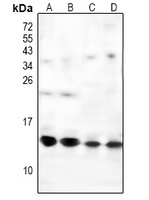 NDUFS6 Rabbit Polyclonal Antibody