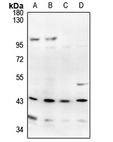 APOBEC3D Rabbit Polyclonal Antibody