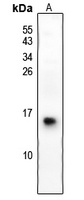 S100-G Antibody