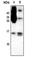 CCL1 Antibody