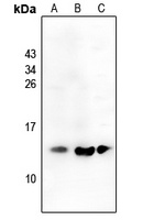 CCL19 Antibody