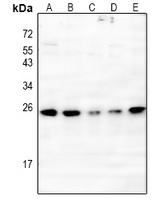 IL-20 Antibody
