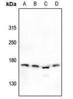 NMDAR2D Rabbit Polyclonal Antibody