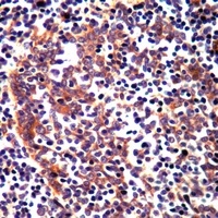 RAMP3 Antibody