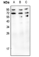 CD70 Antibody