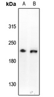 CD109 Rabbit Polyclonal Antibody