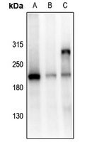 GRLF1 (Phospho-Y1105) Rabbit Polyclonal Antibody