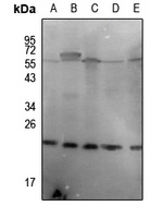 p23 (Phospho-S113) Rabbit Polyclonal Antibody