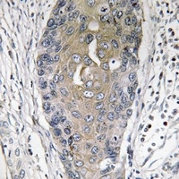 p23 (Phospho-S113) Rabbit Polyclonal Antibody