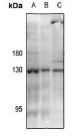 JAK3 (Phospho-Y785) Rabbit Polyclonal Antibody