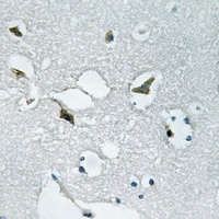 JAK3 (Phospho-Y785) Rabbit Polyclonal Antibody