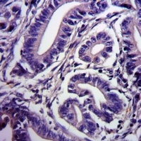 RGS1/8/16 (Phospho-Y187/159/168) Rabbit Polyclonal Antibody