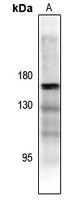 ASK1 (Phospho-T838) Rabbit Polyclonal Antibody