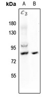 HSF1 (Phospho-S121) Rabbit Polyclonal Antibody