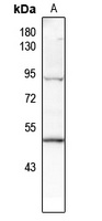 p53 (Phospho-T387) Rabbit Polyclonal Antibody