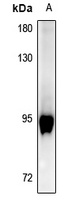 GAB2 (Phospho-Y643) Rabbit Polyclonal Antibody